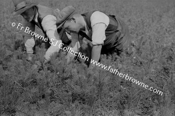 FARMING MEN WORKING IN FIELDS